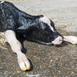 Hipotrofija novorođenih teladi: liječenje i prognoza