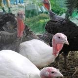 Histomonoza kod purana: simptomi i liječenje