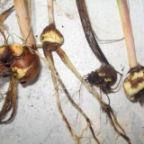 Gladiolus: bolesti i štetočine