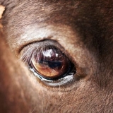 Konjske oči