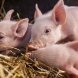 Crvi u prasadi, simptomi