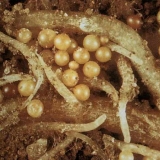 Crvi kod teladi i krava