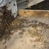 Glejdo kod pčela: znaci