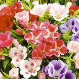 Godetia monarch: fotografija cvijeća u cvjetnom krevetu, sadnja i njega