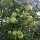 Golden delicious - sorta jabuke i opis stabla jabuke