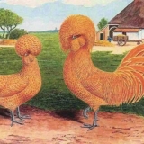 Holandski pilići s bijelim krilima