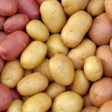 Holandske sorte krompira