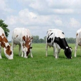Holštajn frizijska pasmina krava