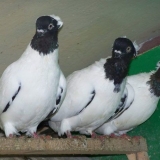 Golubovi monasi: moskva, nemački krstaški ratovi