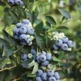 Borovnica denis plava (deniz plava): opis i karakteristike sorte