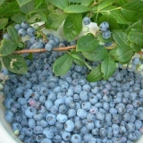 Borovnica elizabeta (elisabeth): karakteristike i opis sorte, fotografije, recenzije