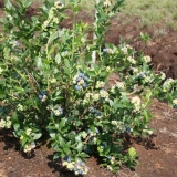 Borovnica sjeverno plava