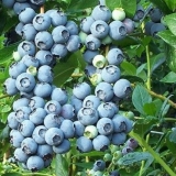 Blueberry northland