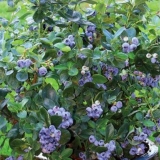 Borovnica visoka: voće i bobičasto voće, karakteristike rasta