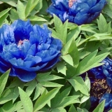 Plavi (plavi) božuri: fotografija cvijeća s imenom