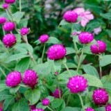 Gomphrena: fotografija cvijeća u cvjetnjaku i u vrtu, sadnja i njega