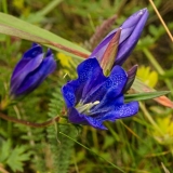 Gentian plućni: fotografija i opis
