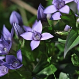 Gencijan križni (križasti): fotografija i opis