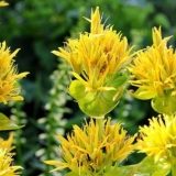 Gentian žuta: fotografija i opis, aplikacija