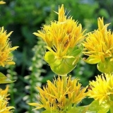 Gencijan žuta: opis, sadnja i njega na otvorenom polju