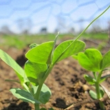 Grašak kao zeleno đubrivo: šta je, raste, kada kositi