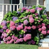 Hortenzije u pejzažnom dizajnu ljetne vikendice