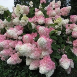 Rumenilo anđela hortenzije: opis, sadnja i njega, fotografija