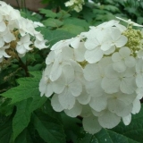 Hrastova hortenzija - opis sorti, sadnja i njega