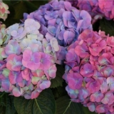 Hortenzija kameleon: fotografija, sadnja i njega, reprodukcija