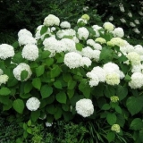 Nevjerovatno drvo hortenzije - opis, sadnja i njega