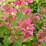 Hortenzija rano senzacija - opis sorte, sadnja i njega