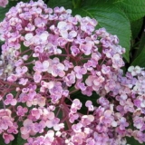 Hortenzija velikolisna aisha: opis, fotografije i recenzije