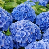 Krupnolisna hortenzija bodensi: sadnja i njega, fotografije, recenzije