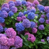 Buket ruža velikih listova hortenzije: opis, zimska otpornost, foto...