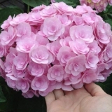 Velikolisna hortenzija yu i mi vole: sadnja i njega, recenzije