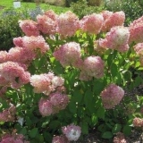 Hortenzija magično slatko ljeto - opis, sadnja i njega