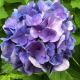 Hortenzija na uralu: uzgoj u vrtu, najbolje sorte, recenzije