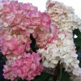 Hortenzija ružičasta dama: opis sorte, sadnja i njega