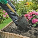 Hortenzija: sadnja i briga o njoj na otvorenom polju