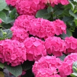 Hortenzija crvena baron: recenzije, sadnja i njega, fotografije