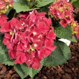 Hortenzija kraljevska crvena: opis, sadnja i njega, reprodukcija