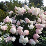 Hortenzija ljetna ljubav: opis, sadnja i njega