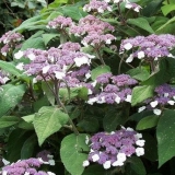 Hortenzija gruba macrophylla - opis, sadnja i njega