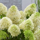 Hortenzija skyfall: opis, sadnja i njega, fotografija