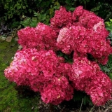 Hortenzija vanila fraze - opis, sadnja i njega