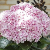 Hortenzija vječno ljeto: opis, sadnja i njega, zimska otpornost, recenzije