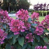 Hortenzija crvena - opis, sadnja i njega na otvorenom polju