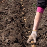 Priprema parcele za sadnju krompira