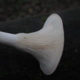 Govornik u obliku tanjira: opis i fotografija