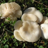 Izbrazdani govornik (crvenkast, bjelkast): opis, fotografija, jesti...